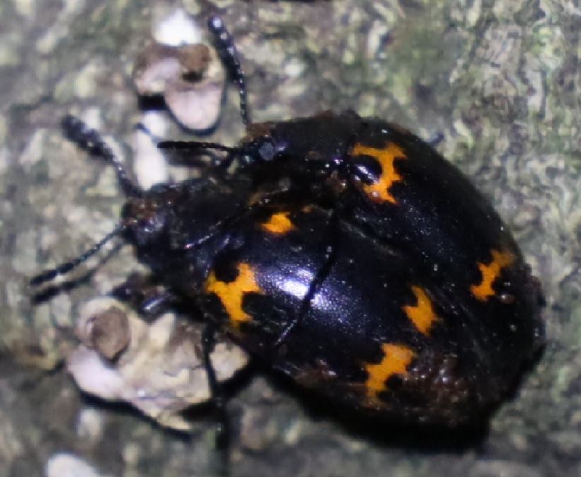 ヒメオビオオキノコのペア_朽ちた切り株_クワガタ達のオアシス _2023年5月1日20時 気温18度